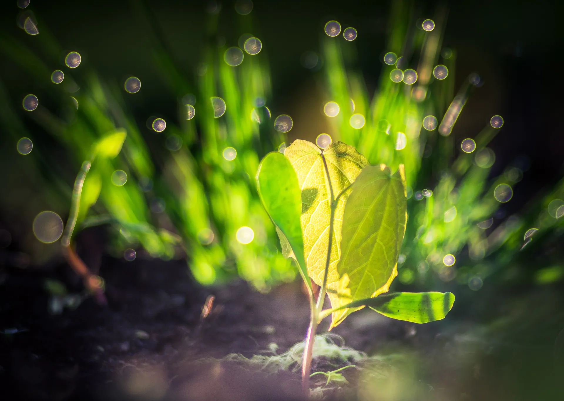 luce per pianta